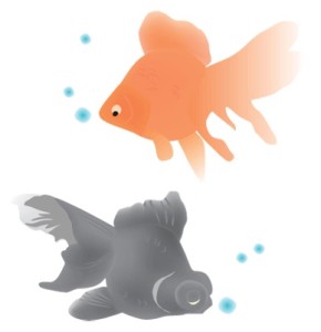 金魚